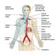 Overview of the Lymphatic System